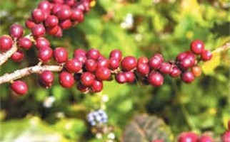 مشروع اسرة التجفيف