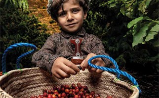 مشروع شتلات البن