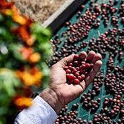 بناء العلامات التجارية