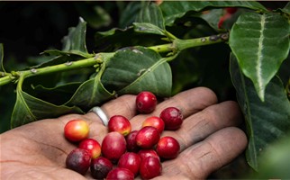 معهد البن للتدريب